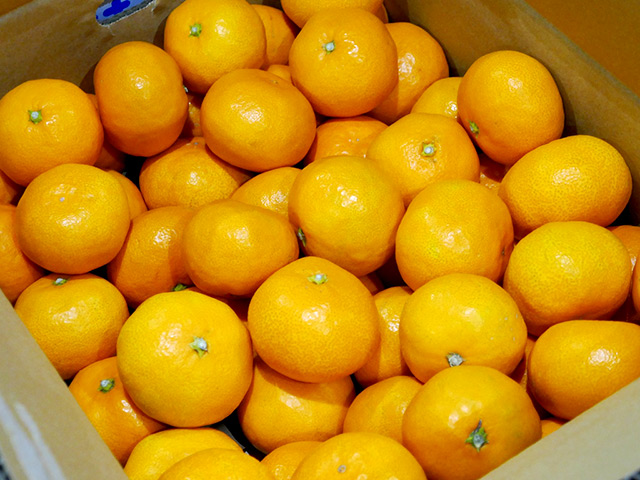 味っ子 味まるみかん 東京シティ青果株式会社
